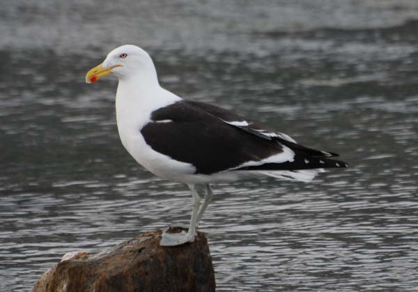 Kelp Gull