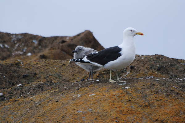 Kelp Gull and chick