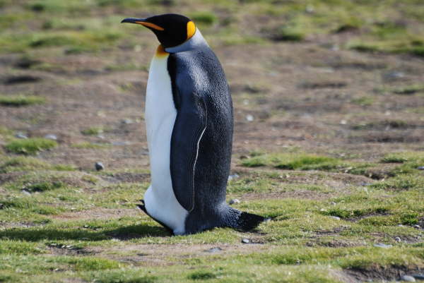 King Penguin