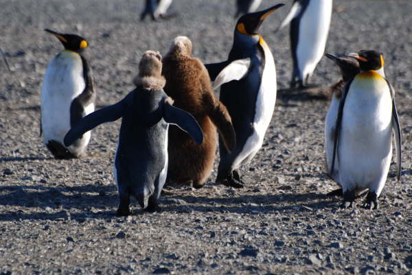 King Penguins