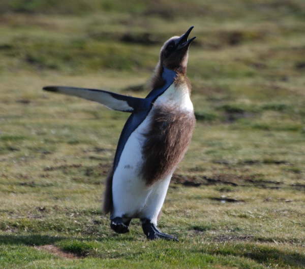 King Penguin chick virtually fledged