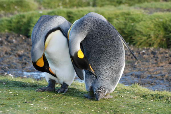 King Penguins