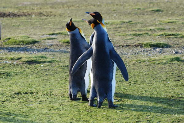 King Penguins