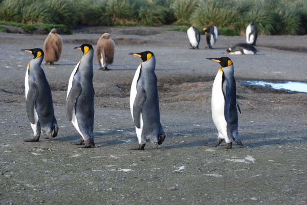 King Penguins