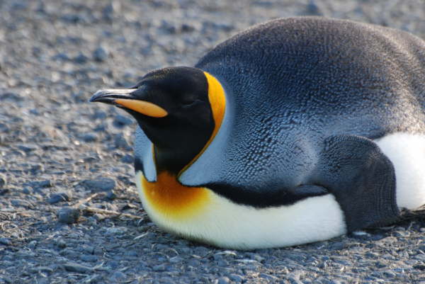 King Penguin