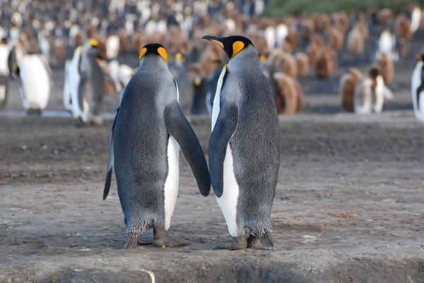 King Penguins