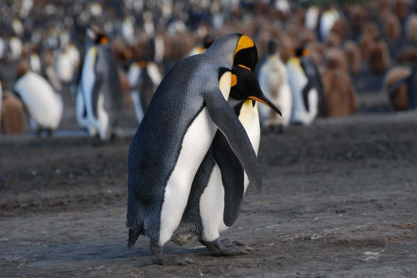 King Penguins (not suitable for viewing by minors)