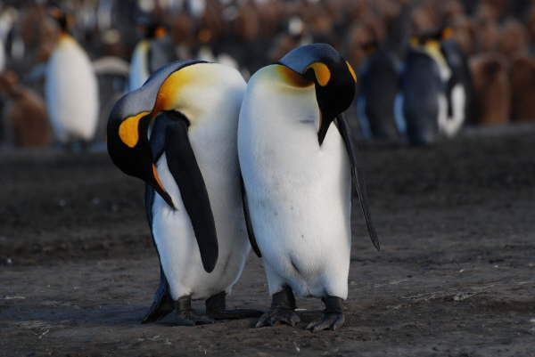 King Penguins