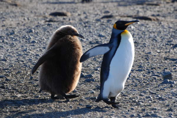 King Penguins ("Feed me !!")