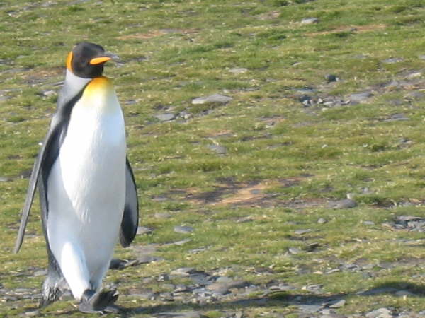 King Penguin