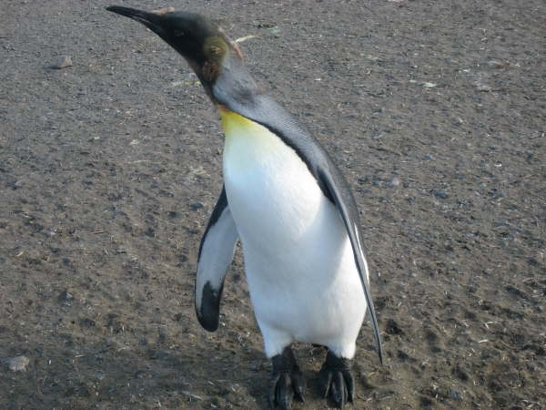 King Penguin