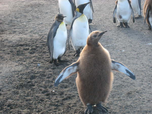 King Penguin chick