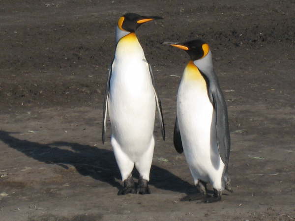 King Penguins