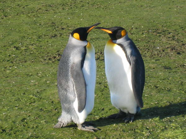 King Penguins