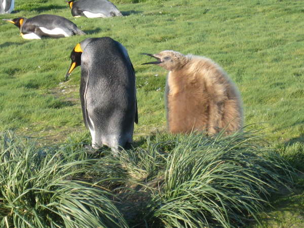 King Penguins