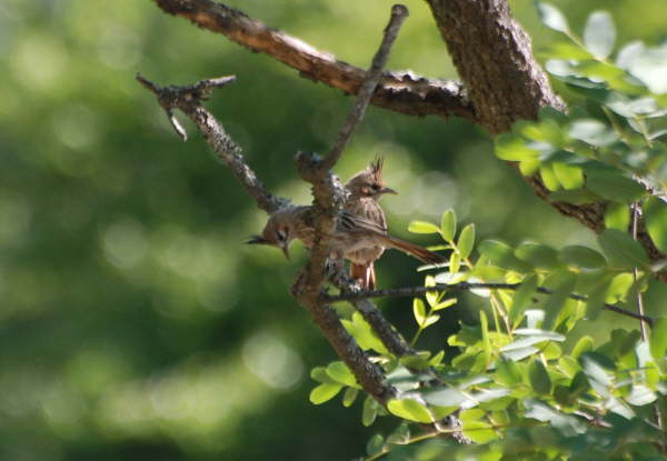 Lark-like Brushrunners