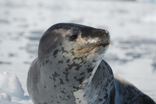 Leopard Seal