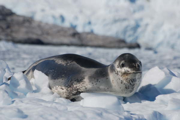 Leopard Seal