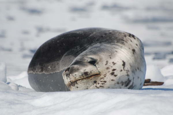 Leopard Seal