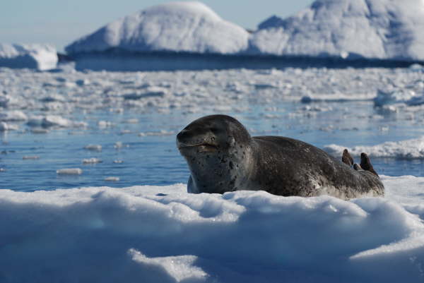 Leopard Seal