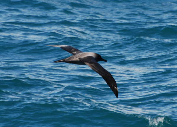 Light-mantled Sooty Albatross