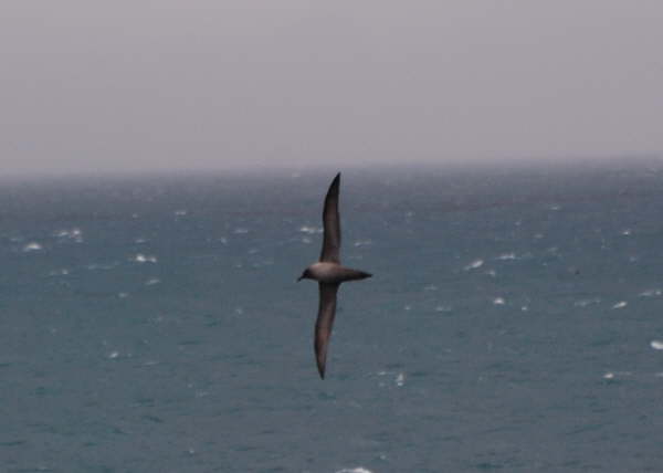 Light-mantled Sooty Albatross