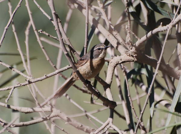 Long-tailed Reed-finch