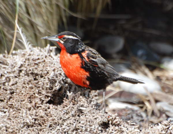 Long-tailed Meadow Lark