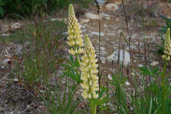 Lupins