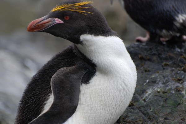 Macaroni Penguin