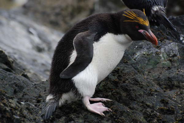 Macaroni Penguin