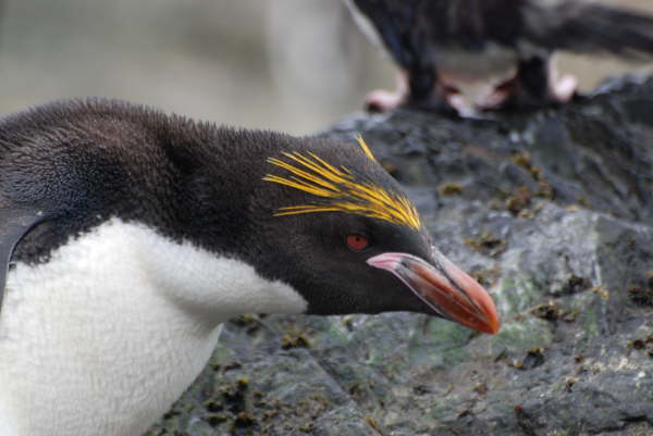 Macaroni Penguin