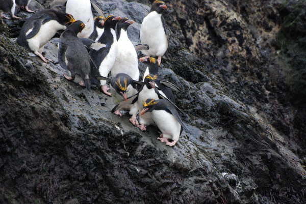 Macaroni Penguins (last photo in this section)