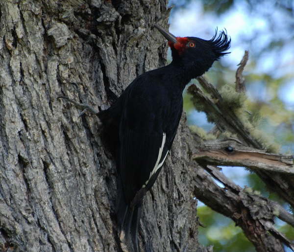 Magellanic Woodpecker (female)