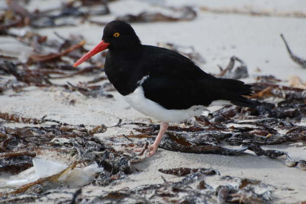 Magellanic Oystercatcher