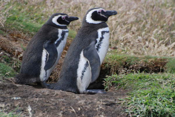 Magellanic Penguins