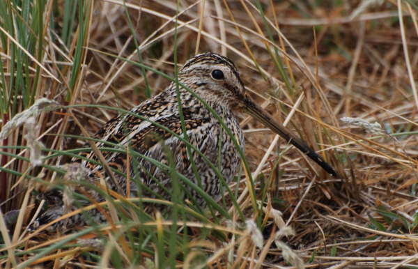 Magellanic Snipe