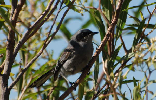 Masked Gnatcatcher