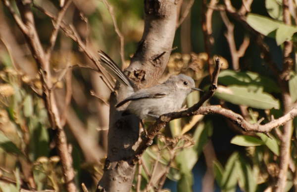 Masked Gnatcatcher (juvenile)