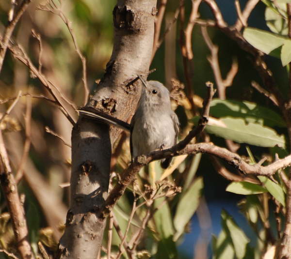 Masked Gnatcatcher (juvenile) 