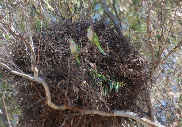 Monk Parakeets and nest