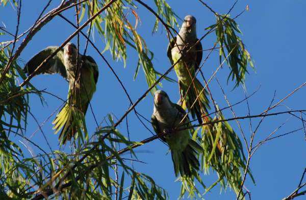 Monk Parakeets