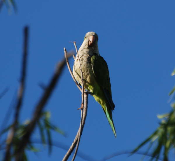 Monk Parakeet