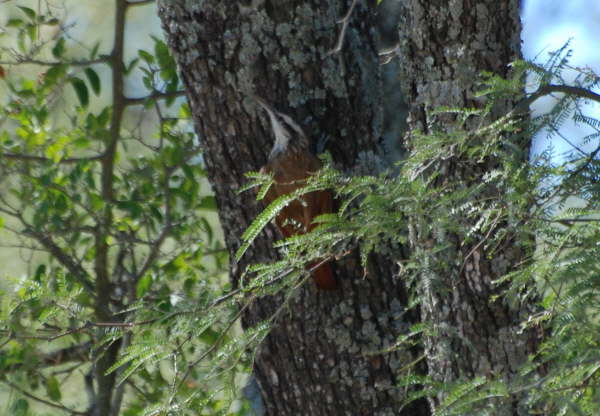 Narrow-billed Woodcreeper