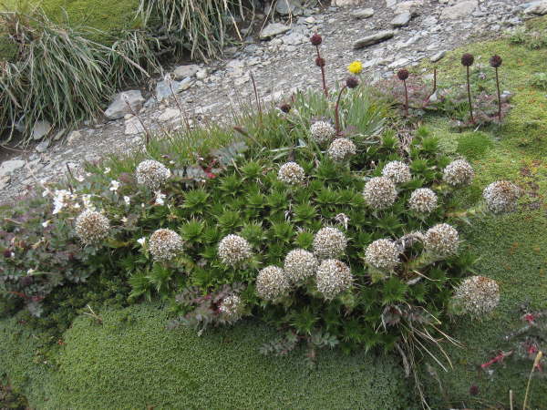 Naussavia magellanica