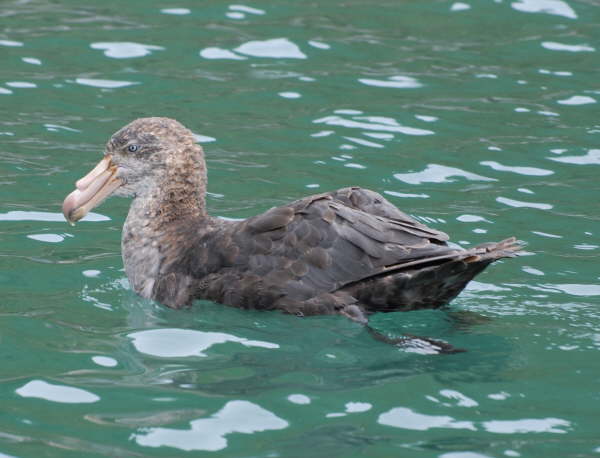 Northern Giant Petrel