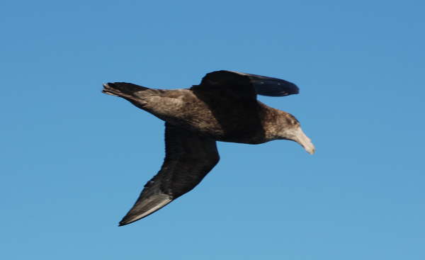 Northern Giant Petrel