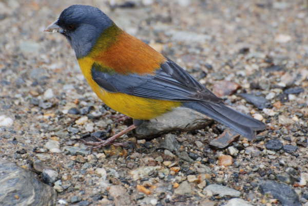 Patagonia Sierra-Finch