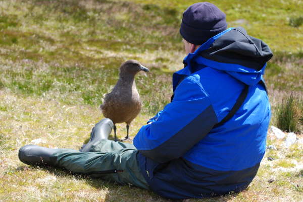 South Georgia, Stromness: the tame brown skua