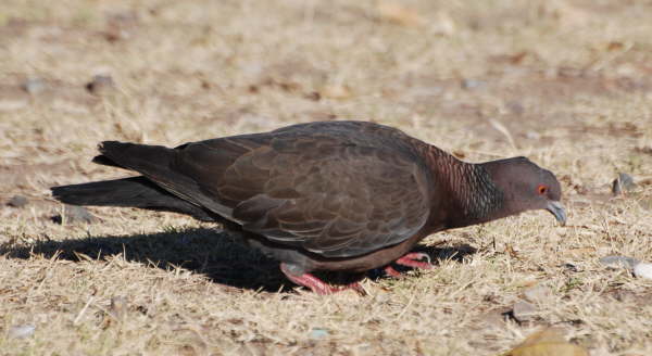 Picazuro Pigeon